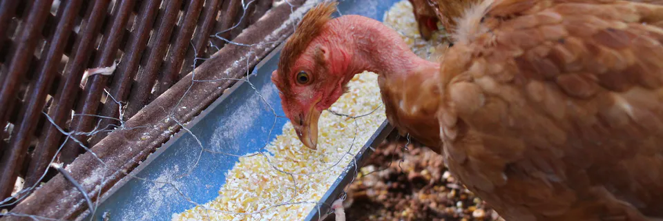 EU Animal Feed Safety: Mycotoxins & Dioxins