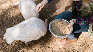 Evolution of EU Legislation governing the presence of undesirable substances in animal feeds