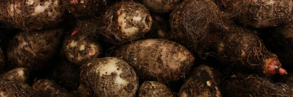 Investigating Manual Sprout Removal in Stored Yam: Effect of Tuber Sizes on some Physicochemical Properties
