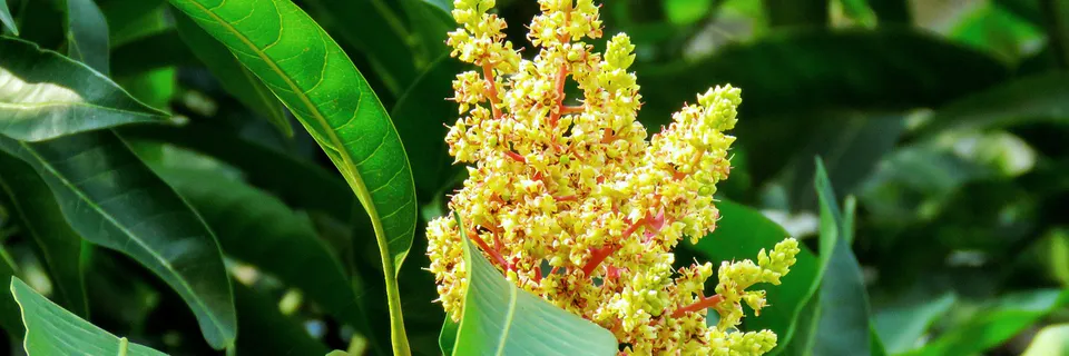Extraction and Characterization of Flavonoid Kaempferol-3-Glucuronide from Mango for Treatment of Different types of Cancers