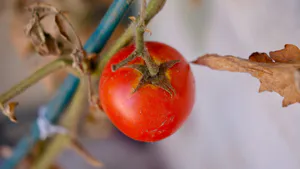 Development a Soluble Antioxidant beverage of Tree Tomato (Solanum betacea) for Sportsmen