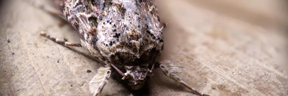 Antifeedant Activity of Leaf Extracts Against Spodoptera Litura Fabricius 1775 (Lepidoptera: Noctuidae) Highlighting the Mechanism of Action