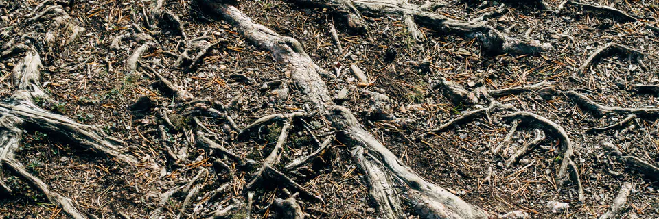 The Influence of Land Degradation Processes and the Evolution of the Soil Profile in the Area of Izvorul Muntelui Lake