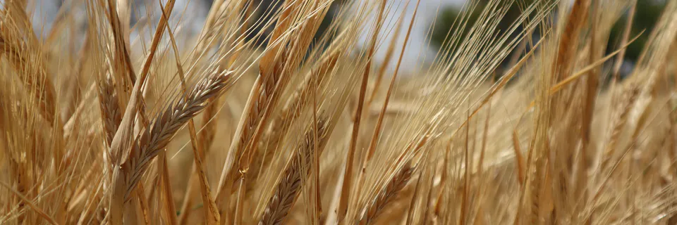 Barley Genotypes Under Heat Stress in Egypt