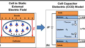 A Physics-based Model of Hydrogen Bond Disruption in Cell Membranes Under Electric Fields