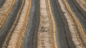 Species Richness and Diversity of Soil Arthropods in Major Plantation Crops under Different Farming Practices