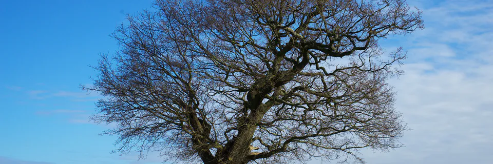 Tree Motifs in Ali Smith's Autumn: Brexit and Identity