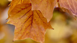 Arboreal Thinking: The Obsession with Order in Brexit and Ali Smith’s Autumn