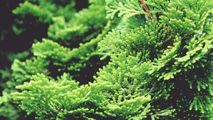 Characterization Natural Chamaecyparis Obtusa Leaf Extract to Remove Senile Body Odor