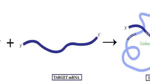 Developing RNase P Ribozymes for Therapy of Herpes Simplex Virus 1