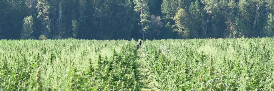‘Mo Fire’ than Smoke: Liberating the Politics and Development of Cannabis in South Africa