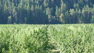 ‘Mo Fire’ than Smoke: Liberating the Politics and Development of Cannabis in South Africa
