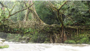 Conserving a Creative Living Tradition – The Living Root Bridges of North East India