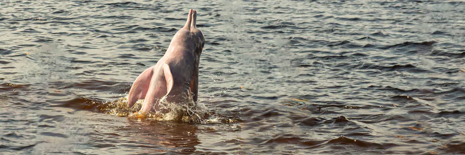 Existing Relationship between Morphological Predictors and Home Range Size of the Amazon River Dolphin (Inia spp.) in the Amazon and Orinoco basins?