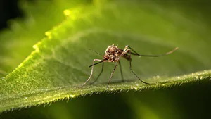 Neurological Manifestation of Chikungunya Virus and its Implication in the Pathogenesis of Guillain-Barré Syndrome: A Systematic Review of Clinical and Mechanistic Evidence