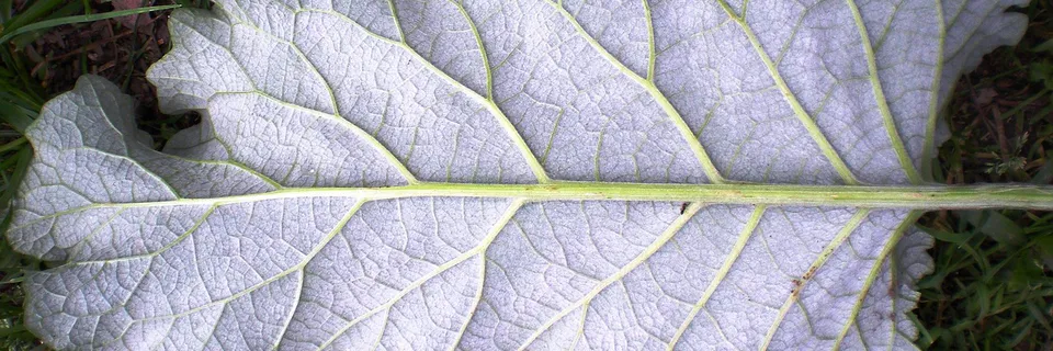 About the Fractal Nature of Life and all Natural and Human Laws