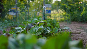 The Impact of Beneficial Microorganisms on Amino Acid Content in Red Beet