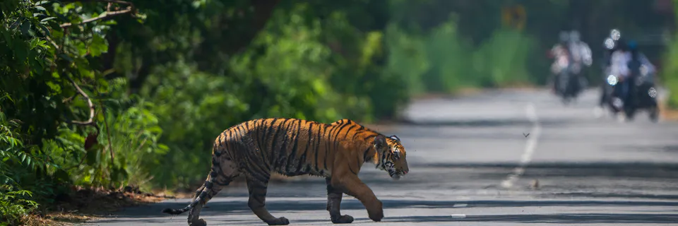 CO2 Emissions and GDP in Asian Tiger Economies