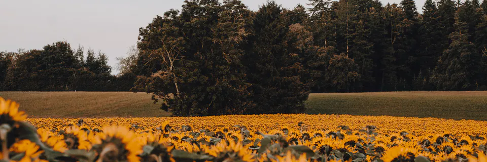PCA-Based Selection of Sunflower Genotypes for Drought