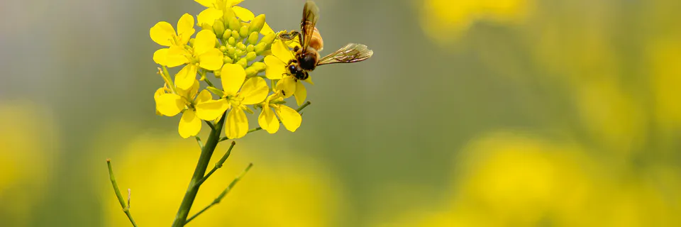 Beekeeping-Crop Joint Enterprise in Bangladesh