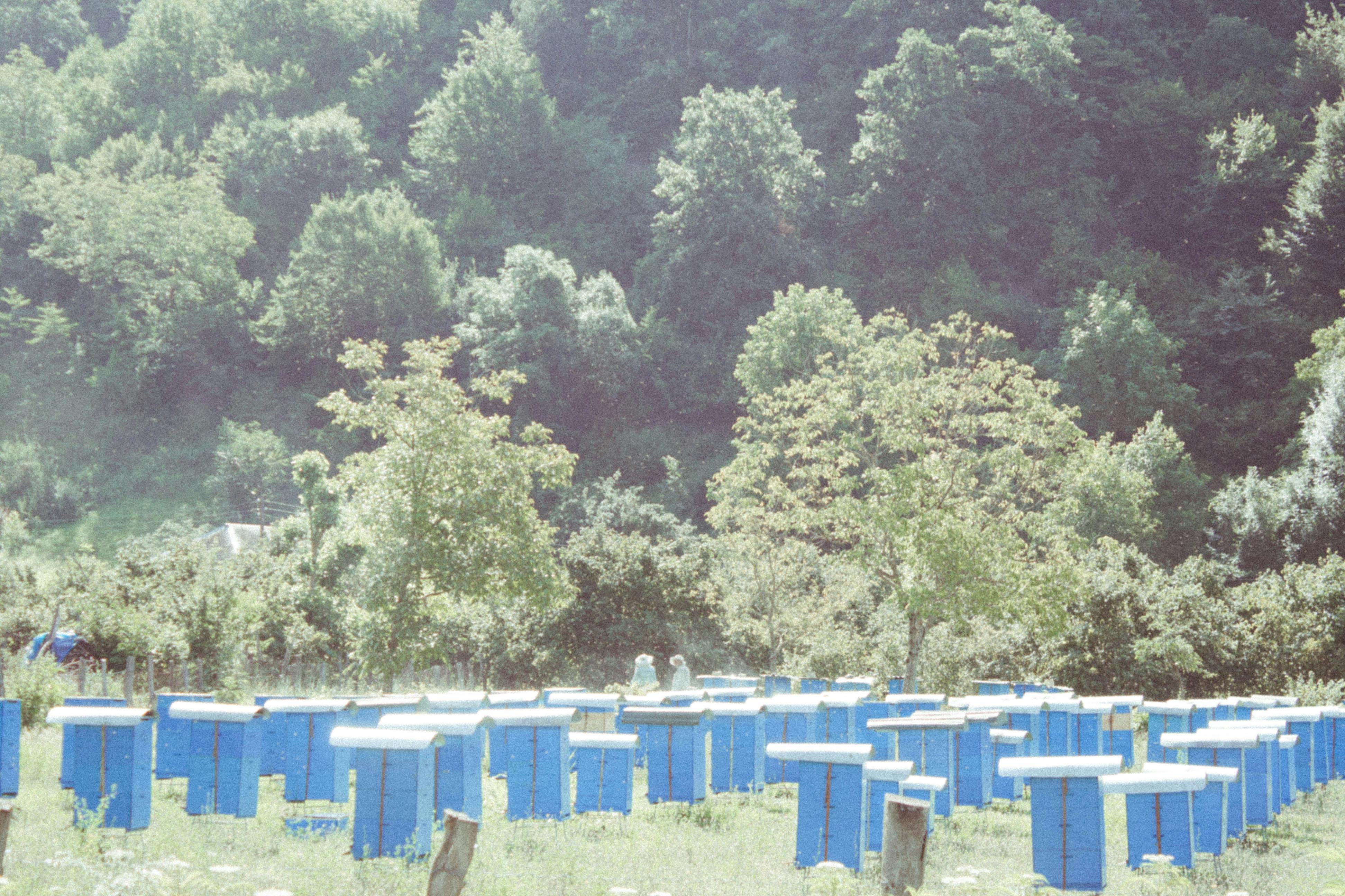 Prospects and Sustainability of ‘Beekeeping–Key Crops Joint Enterprise’ Concerning Food and Nutrition Security for Bangladesh