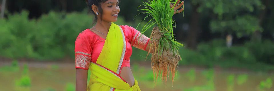 Genetic Basis of Rice Root Architecture and Nutrient Uptake