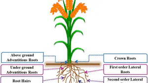 Deciphering Root Dynamics and Functional Architecture in Rice for Strategic Redesign of the Hidden Half to Enhance Water and Nutrient Acquisition