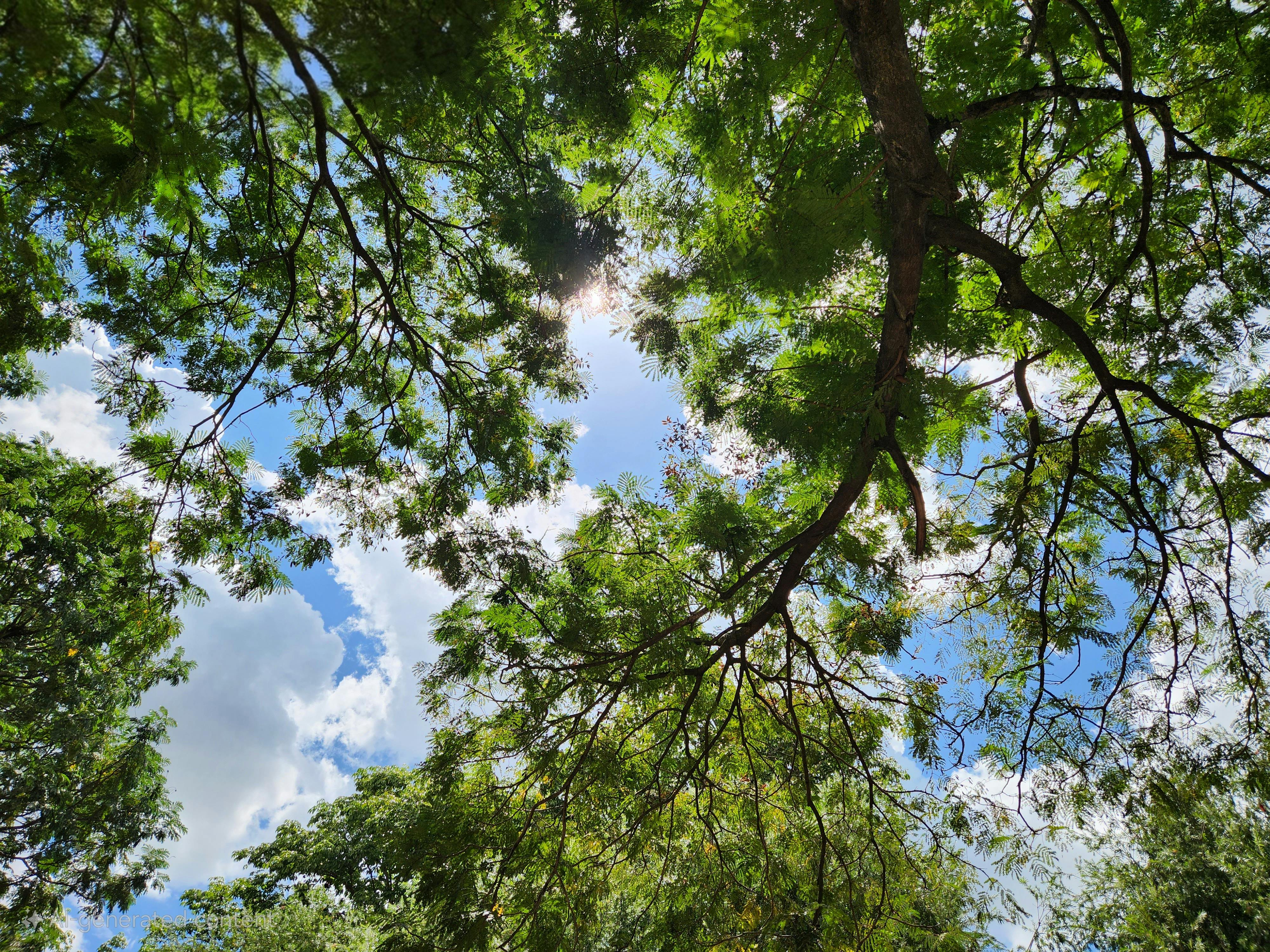 Contemporary Tree Poems and the Goals of Ecopoetry