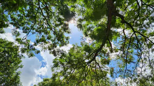 Contemporary Tree Poems and the Goals of Ecopoetry