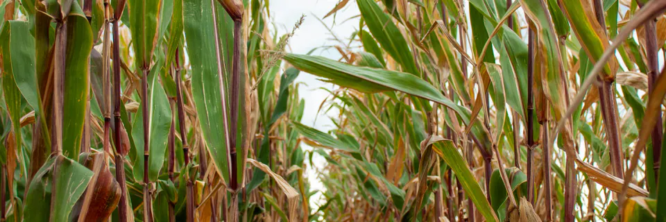 Gehna Super Bio-stimulant in Maize Production