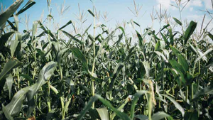 Foliar Application of Gehna Super Bio-stimulant Enhances Growth, Yield, and Nutrient Uptake in Maize ( Zea mays L.) under South Indian Agroclimatic Conditions