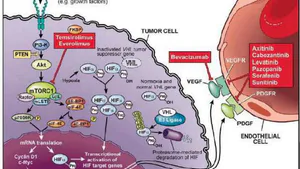 Targeted Therapies and their Associated Molecular Alterations in the Treatment of Renal Cell Carcinoma