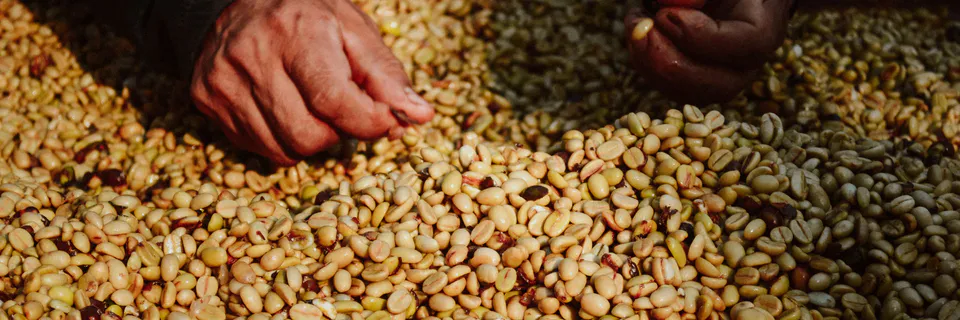 Adoption of Agronomic Practices among Bean Farmers
