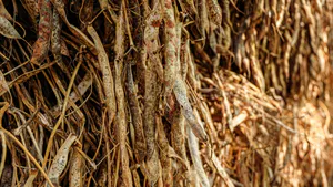Potential Drivers of Adoption of Agronomic Practices: A Case of Beans Farmers in Uganda