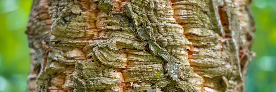 Cork Oak Decline in Andalusia: Causes and Conservation