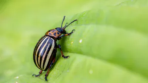 Mechanisms of Cypermethrin-Induced Reproductive Toxicity