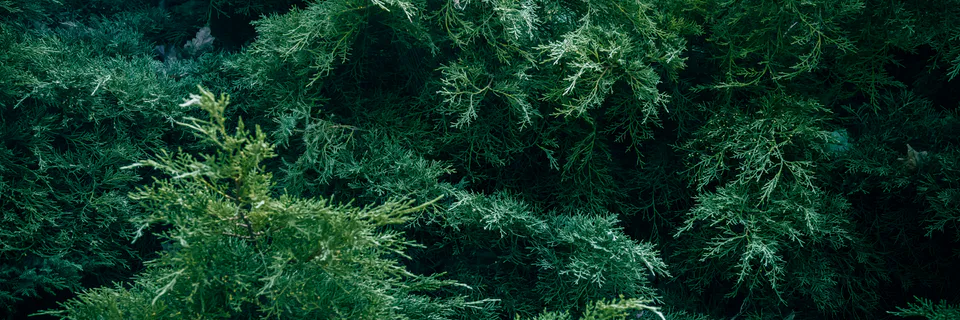 Effects of Diluting Kornevin on Juniper Rooting