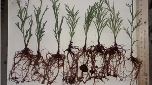 Modification of Kornevin Growth Powder for The Purposes of Root Formation in Semi-Lignified Cuttings of Juníperus Sabína L.