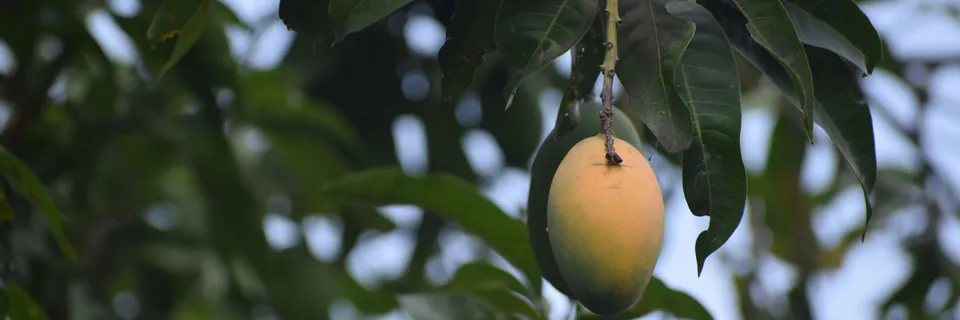 Mangifera indica in Neurodegenerative Disease
