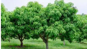 Pharmacognostic Standardization and Quality Profiling of Mangifera indica Bark Powder for Comprehensive Analysis of Neurological Disorders