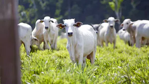 The Formation of the Brazilian Export-Oriented Pastoral Agro-Industry: State, Agrarian Employers’ Associations, and World Market in the First Republic