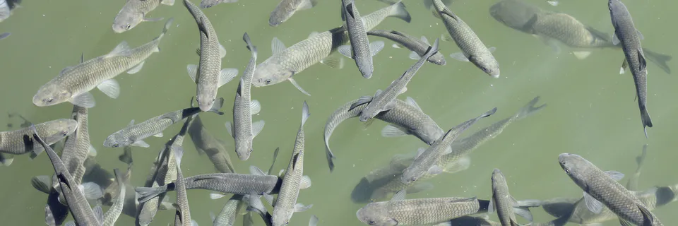 Health Risks from Fish in Polluted Lake Tshangalele