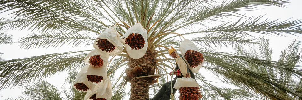 Date Palm Byproducts: A Sustainable Material base for the Future Bioeconomy