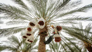 Date Palm Byproducts: A Sustainable Material base for the Future Bioeconomy