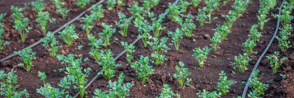 Adaptation to Change in Six Farmer-Managed Irrigation Systems in Nepal: Forty Years of Observations