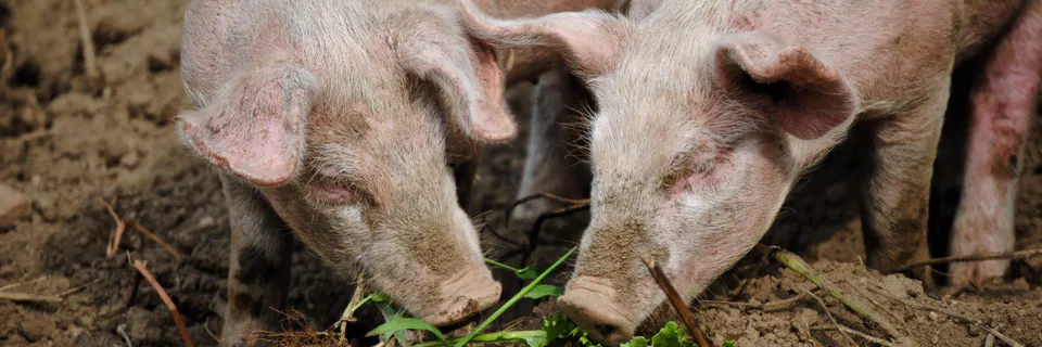 Feeding Tinospora cordifolia (Giloy) to Pigs: Organ Effects