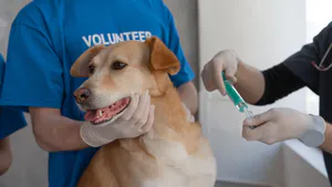 Vitamin-Medication and Post Vaccination Rabies Antibody Titres in Nigerian Dogs