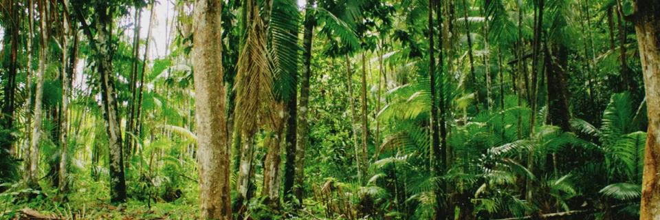 Timber Management Costs in Acre, Brazilian Amazon
