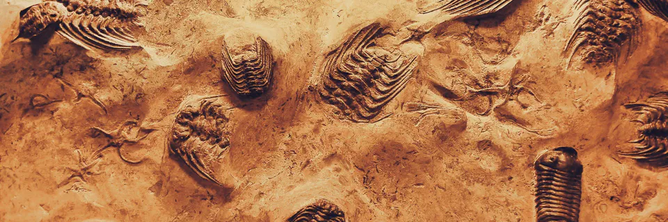 The Story of Human Evolution is based on Fctional Fossil Evidence