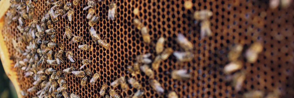 Transformer Model for Bee Acoustic Event Detection